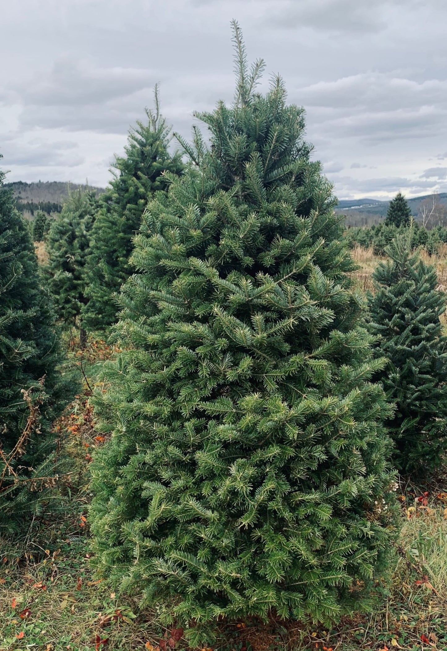 Balsam Fir