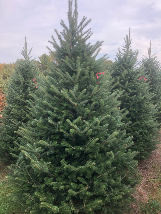 Fraser Fir