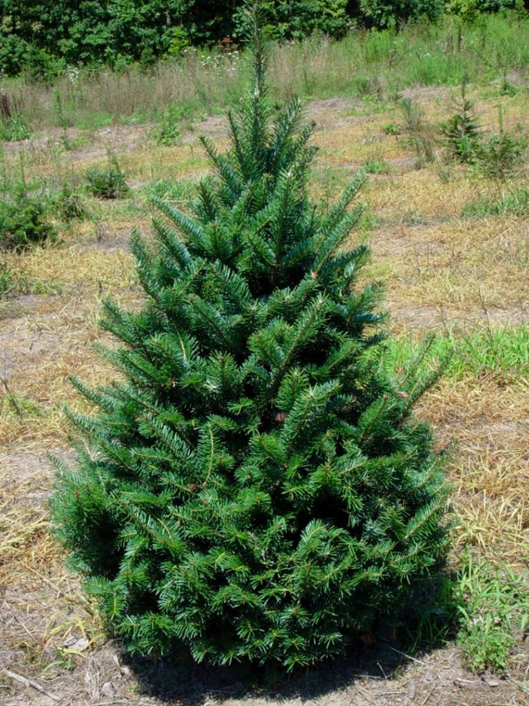 ORDER YOUR TREE